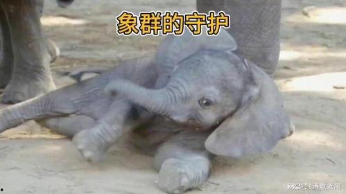 小象守护者,守护非洲珍稀生灵的勇敢身影